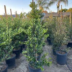 Ligustrum Waxleaf Privets