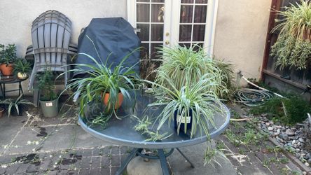 Spider plants