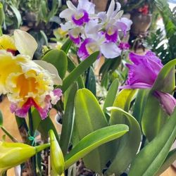 Big Pot And Big Flowers Cattleya Orchids, Fragrant Orchid 