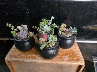 Succulent cauldron's Halloween.