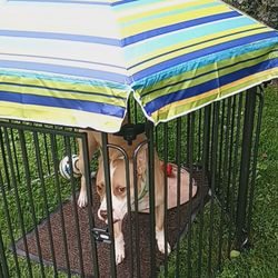 Dog Gazebo 