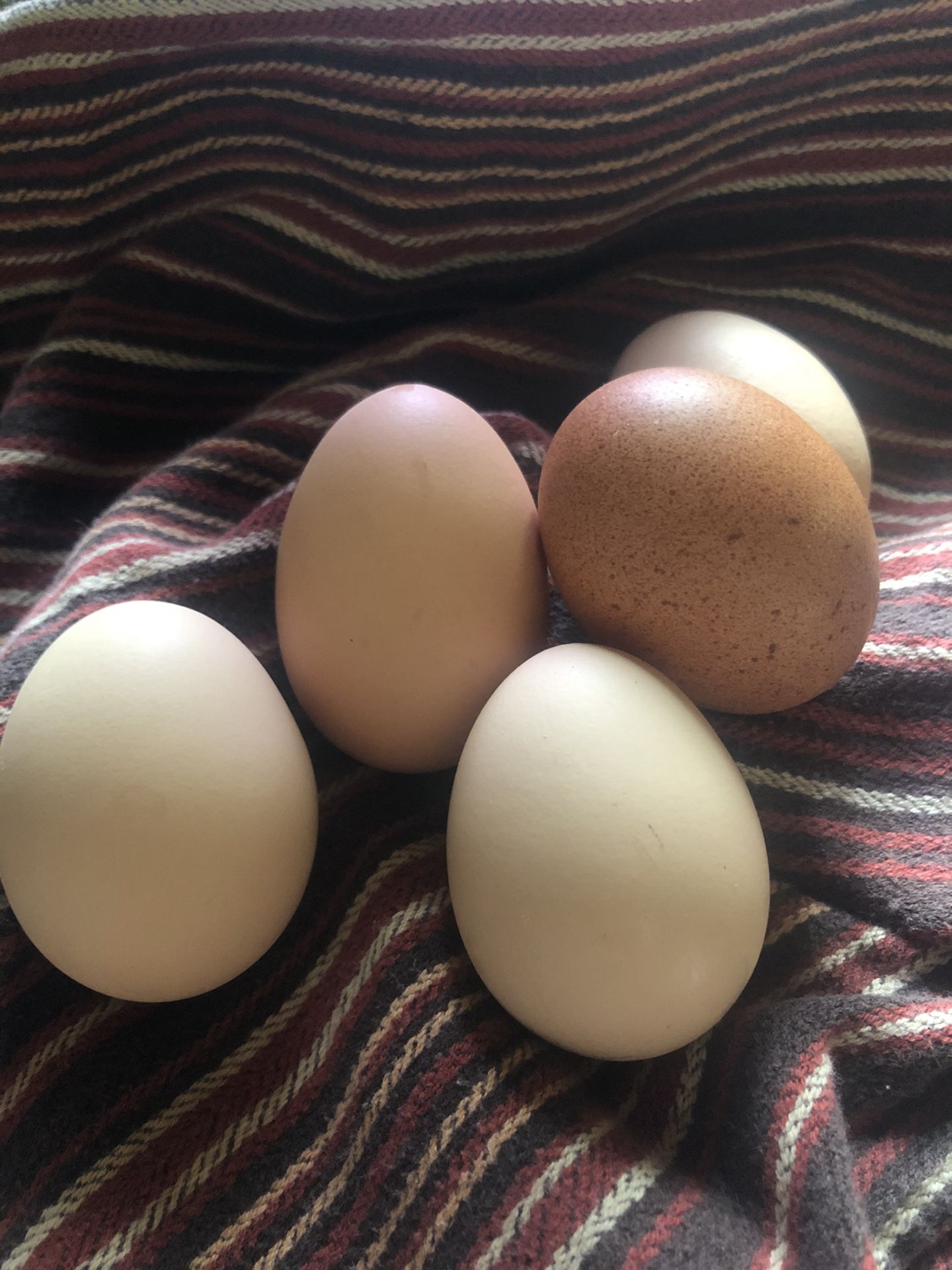 Organic farm fresh chicken eggs