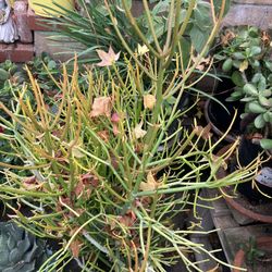 Fire stick Plant In Large Pot 