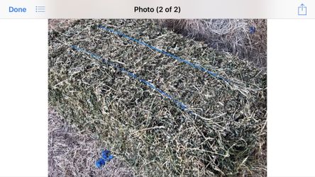 Alfalfa hay 2 strands