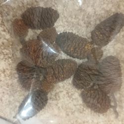(Aquarium)Alder Cones For Betta Or Shrimp Tanks  