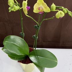 Orchid