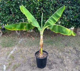 4 Foot Tall Healthy Banana Tree