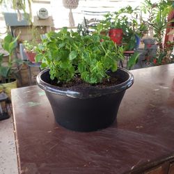 Planta Grande De Menta.