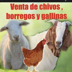 Se Vende Chivos Y Chivas