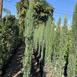 Italian Cypress Hedge