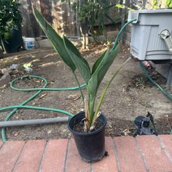 Bird Of Paradise Small
