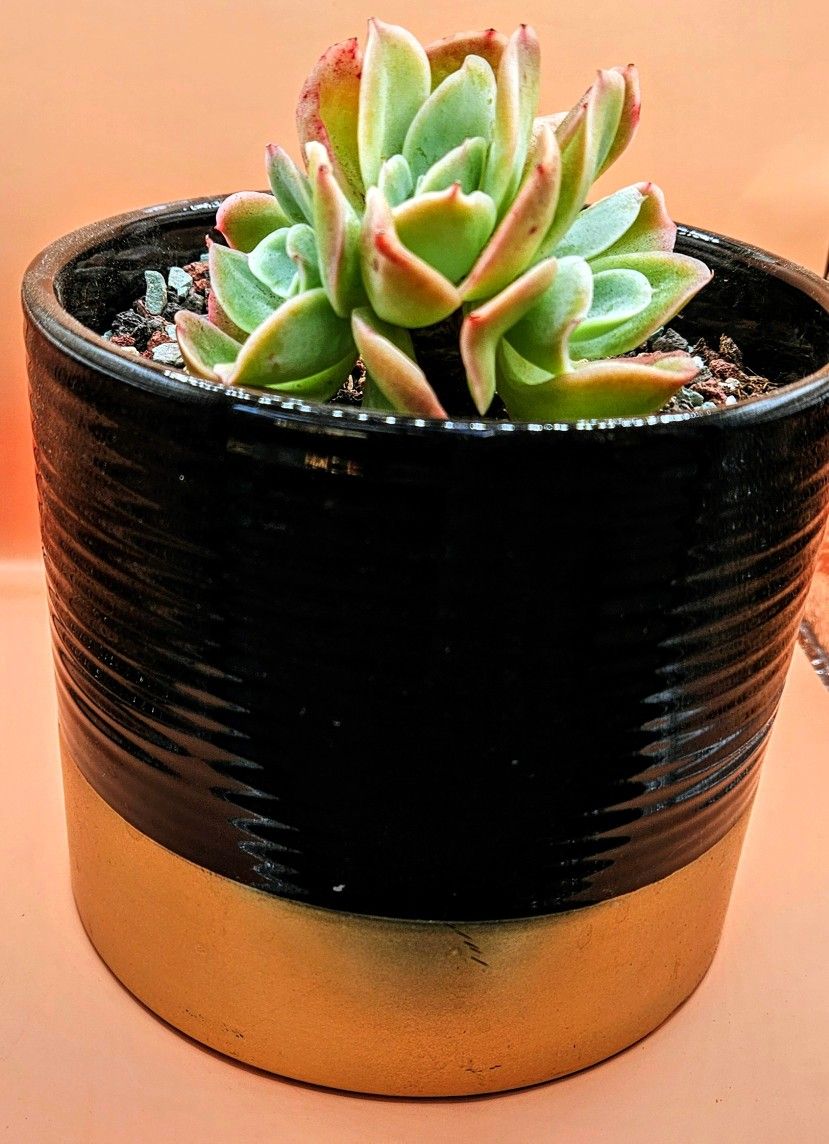 Echeveria Apple Mint Rare Korean Import Succulent 5" Pot