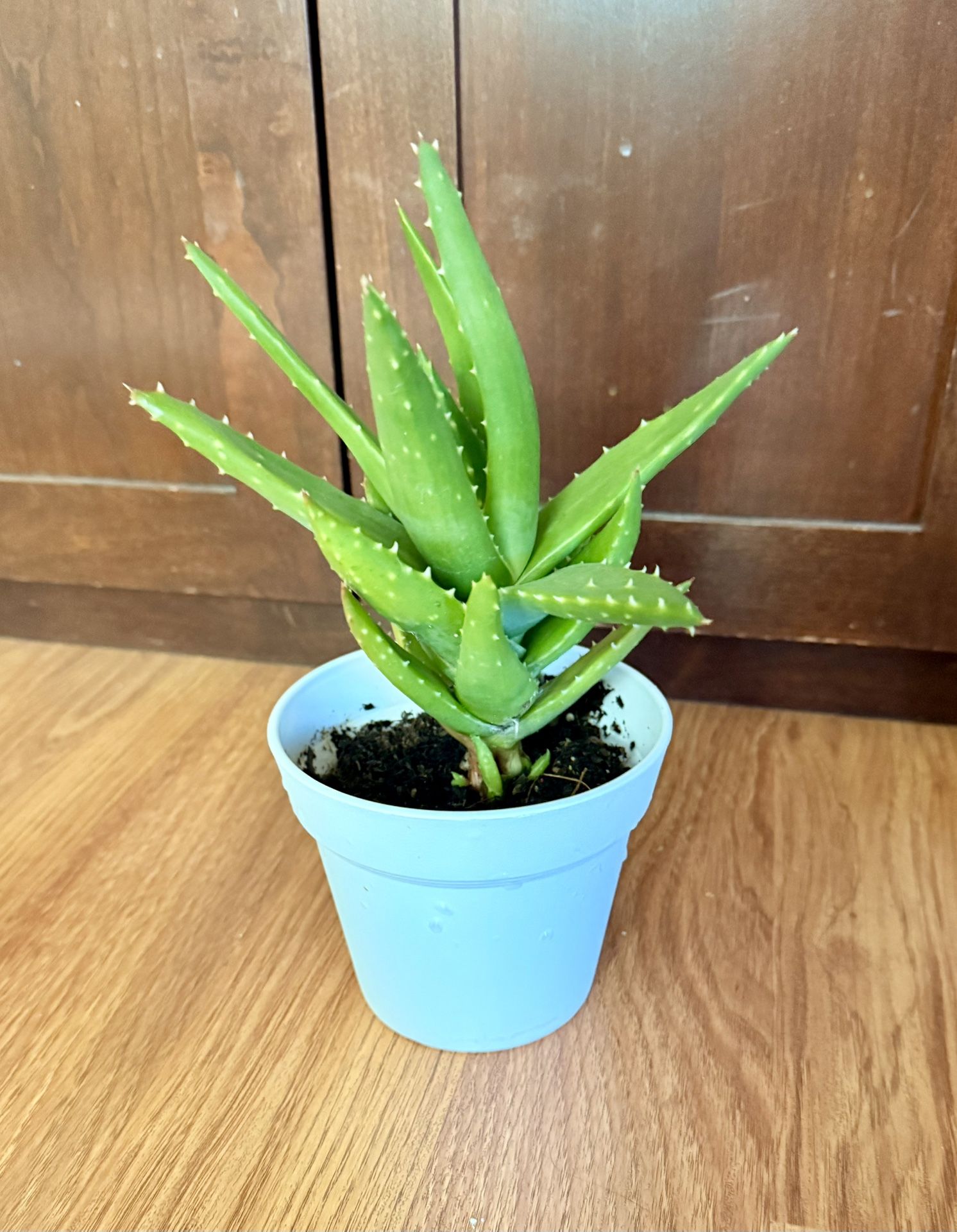 Succulent Pots Gifts