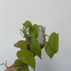 Neon Philodendron Heartleaf 