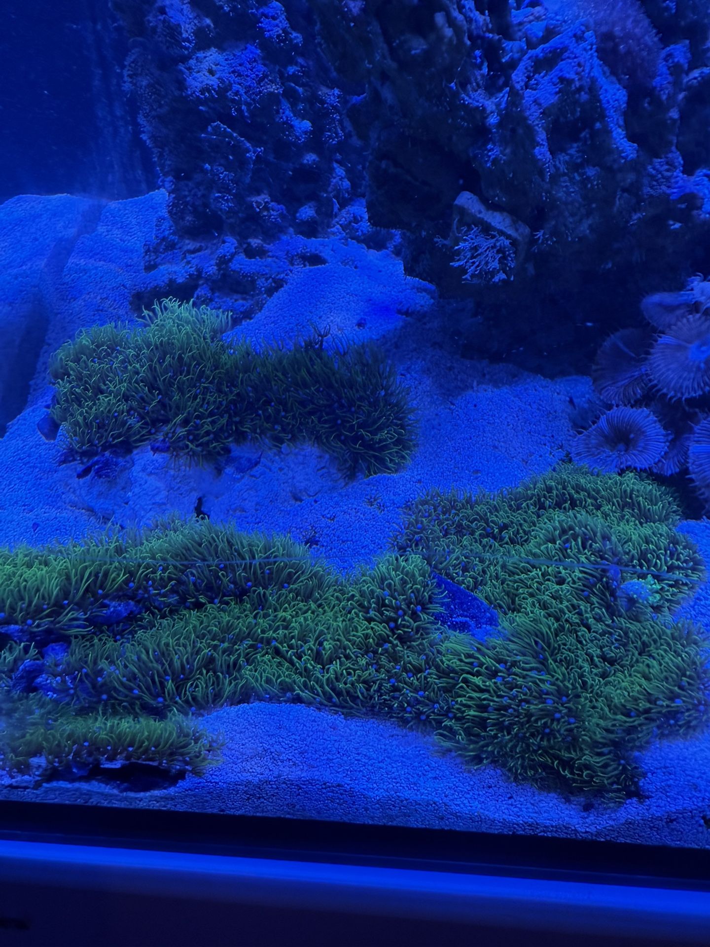 Green Star Polyp Coral