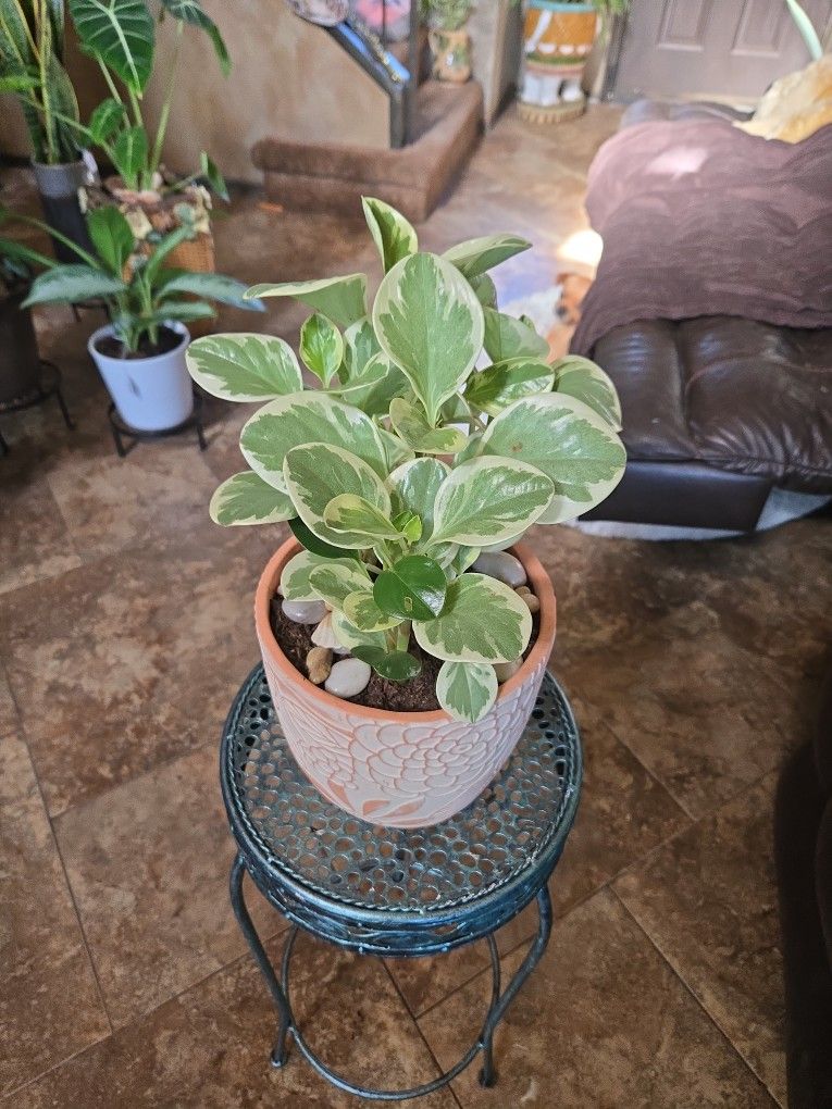 Variegated Pepperomia Plant In New 7in Ceramic Pot With Polished Stones
