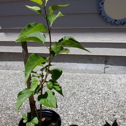 Lilac. Plant 20"   Nice Purple Color 
