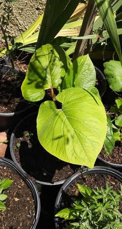 Hoja santa