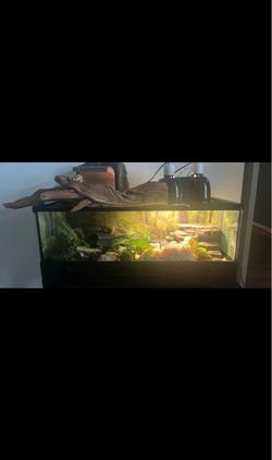 Reptile tank