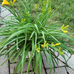 Day Lillie’s (perennial)