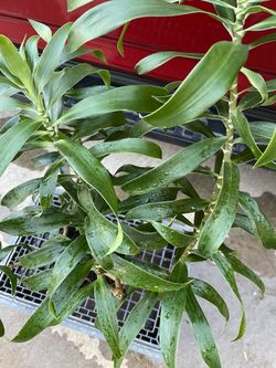 Potted Plant /similar To Song Of I India/2ft Tall