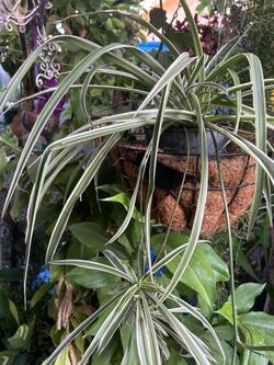 Planta