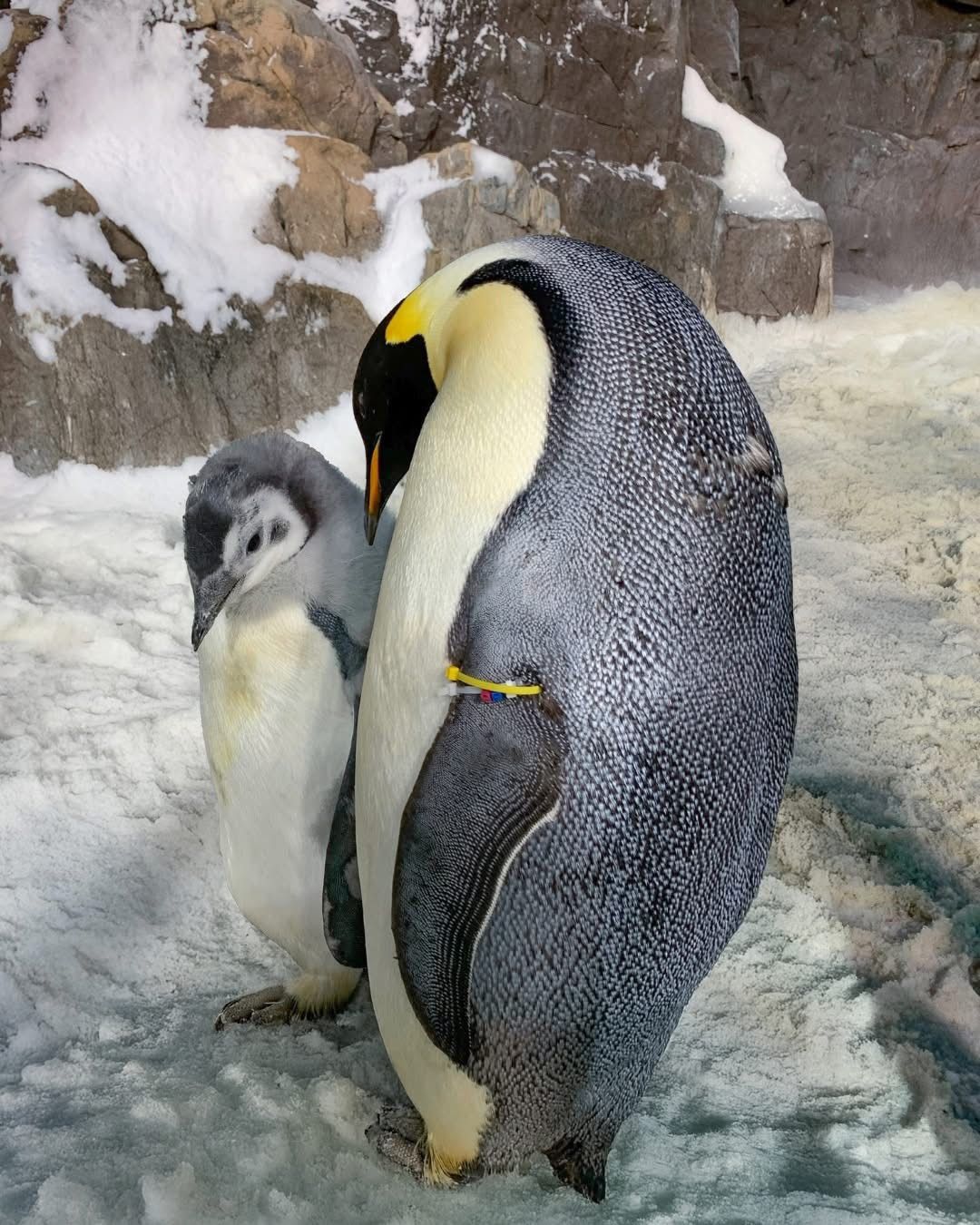 Sea World Tickets