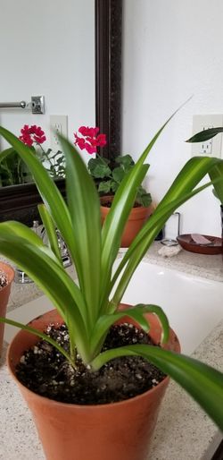 Spider Plant Care (Chlorophytum Comosum