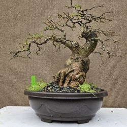Old Feoniella lucida - Limonia acidissima ( Cây Cần Thăng _ ) Bonsai Tree,,,