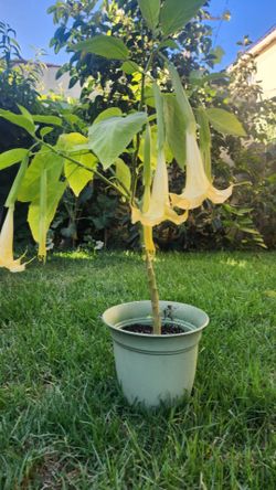 Angel trumpet plant