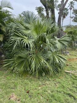 Brehea Palm 10ft