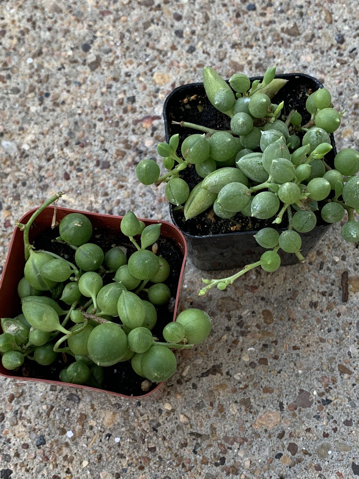 String of pearls/ string of raindrops/ succulent/ plant