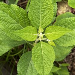 American Beautyberry