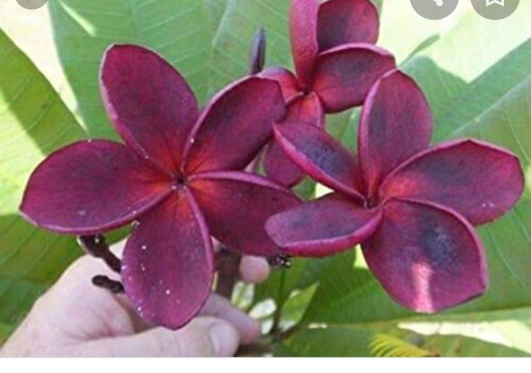 2 Beutiful Plumeria Rubra Purple Flower 