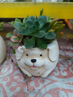 Cute Animal Pots with Succulents
