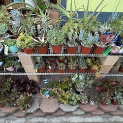 A Variety Of Succulent Plants Available During Ontario’s Yard Sale Weekend 