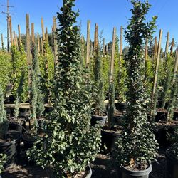 Star Jasmine