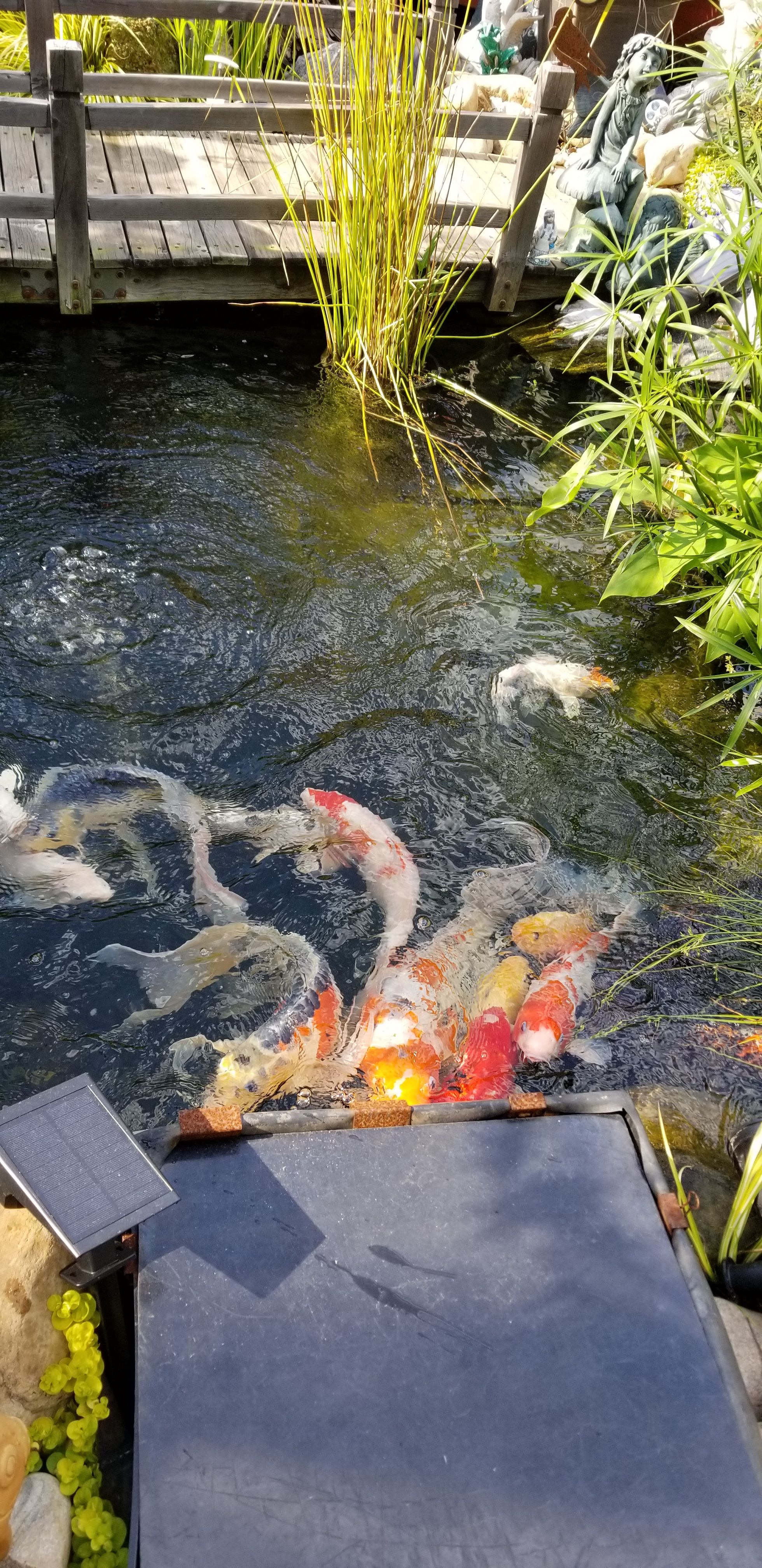 Koi pond UV light 65 watt for Sale in Lawrenceville, GA OfferUp