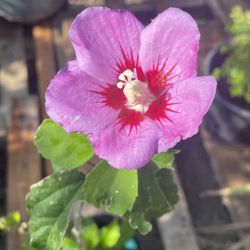 Rose Of Sharon Purple Hibiscus 