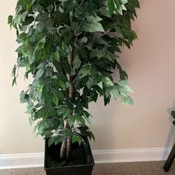 Plant Decoration 