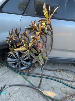 Large Hilo red Plumeria cutting. Approximately 4,5 feet tall. Multi branch instant tree going to Vegas special