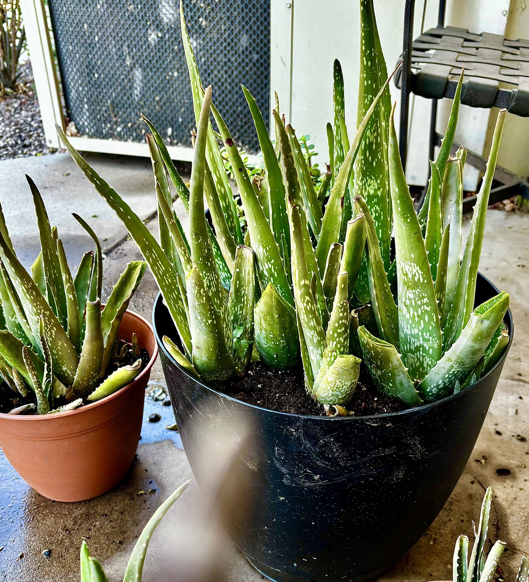 Aloe Vera And Other Succulents