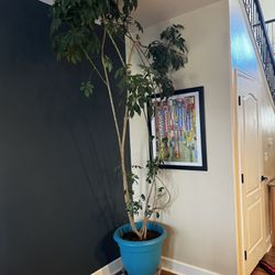Large Umbrella Tree Plant
