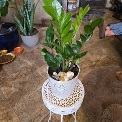 ZZ Plant In New 7in Ceramic Pot With Shells And Stones 