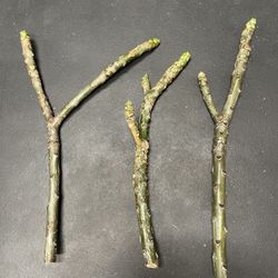 White Plumeria - Double Or Triple Head Frangipani