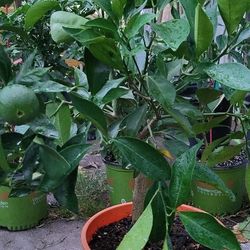 Cara Cara Orange Tree 🌳 