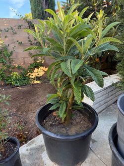 Loquat Tree in Large Pot