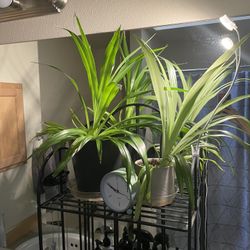 SPIDER PLANTS (potted, various sizes)
