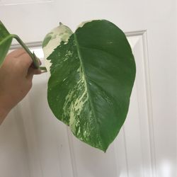 Beautiful Albo Monstera Plant CUTTING with Active Root