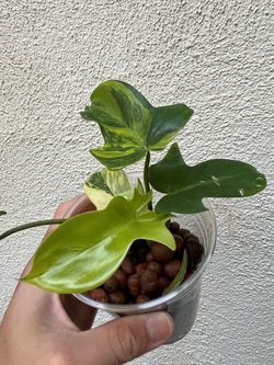 Variegated Philodendron Pedatum ā LECA ā $10